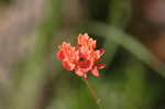 Fewflowered milkweed